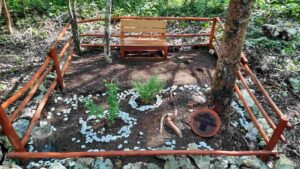 Convertir cenizas en árbol